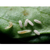 Eupeodes corollae (Eupeodes-Sys-100) - 100ml tube: 100 pupae / Carrier: Buckwheat husks and vermiculite