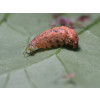 Eupeodes corollae (Eupeodes-Sys-100) - 100ml tube: 100 pupae / Carrier: Buckwheat husks and vermiculite